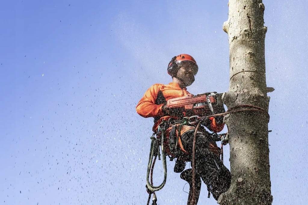 Arborysta pracujący pilarką Husqvarna 550 XP Mark II na wysokości