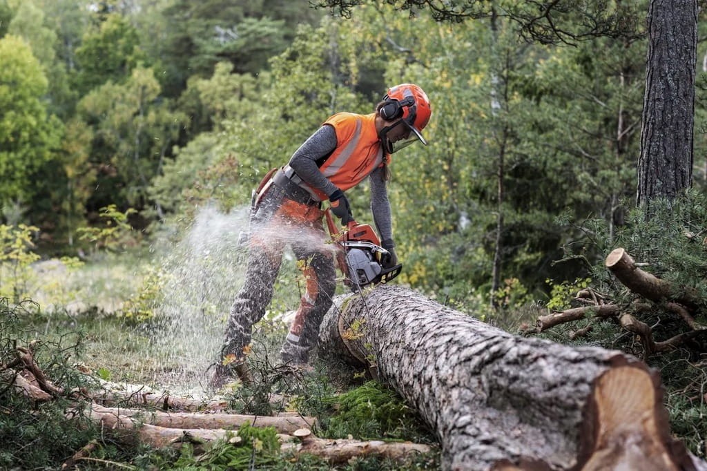 Okrzesywanie drzewa przy użyciu szybkiej pilarki Husqvarna 550 XP Mark II