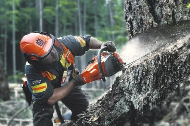 Drwal w kasku dokonujący precyzyjnego rzazu obalającego pilarką Husqvarna 550 XP