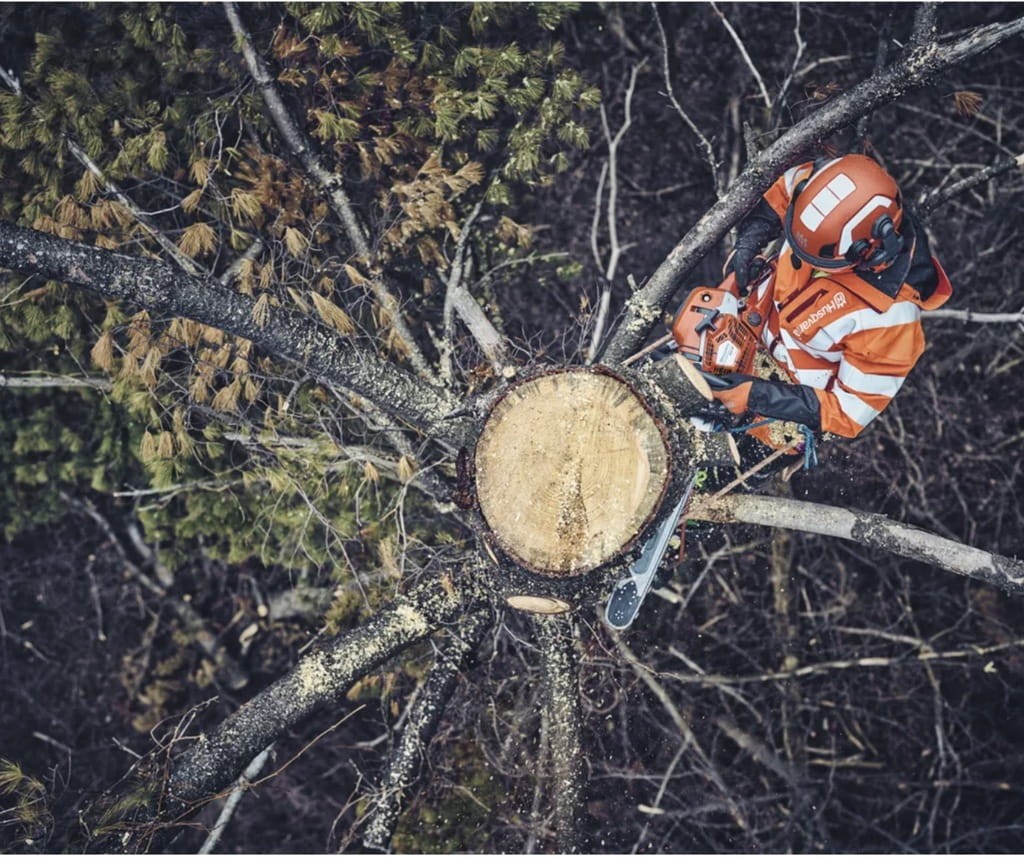Przekrój pnia drzewa po ścięciu - precyzyjne cięcie piłą Husqvarna 562 XP